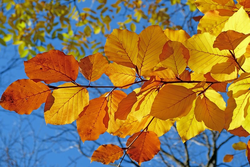 Framing with Foliage