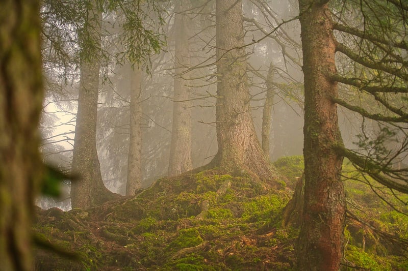 Woodland Clearing